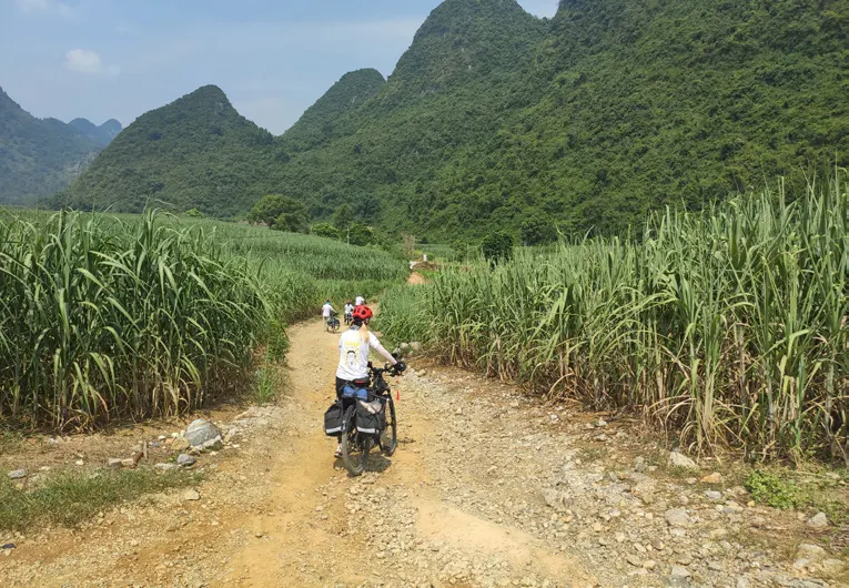 队员骑在两旁长满甘蔗的土路上