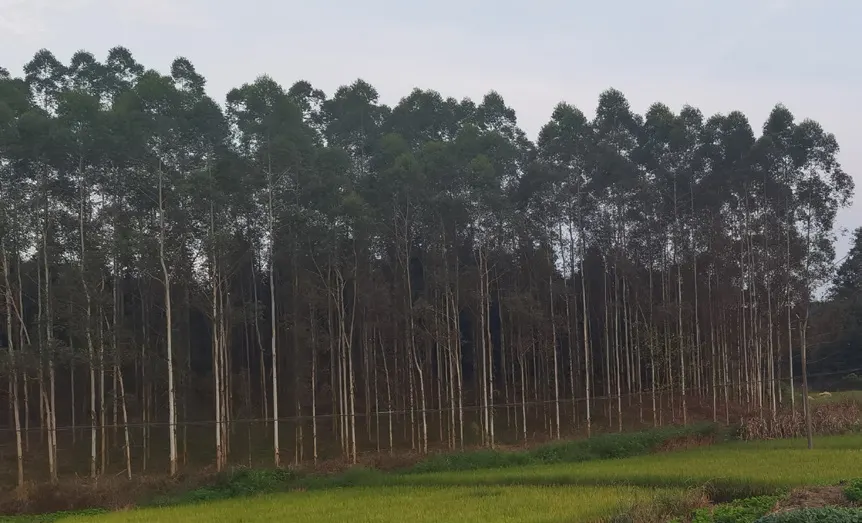 山脊上的风车